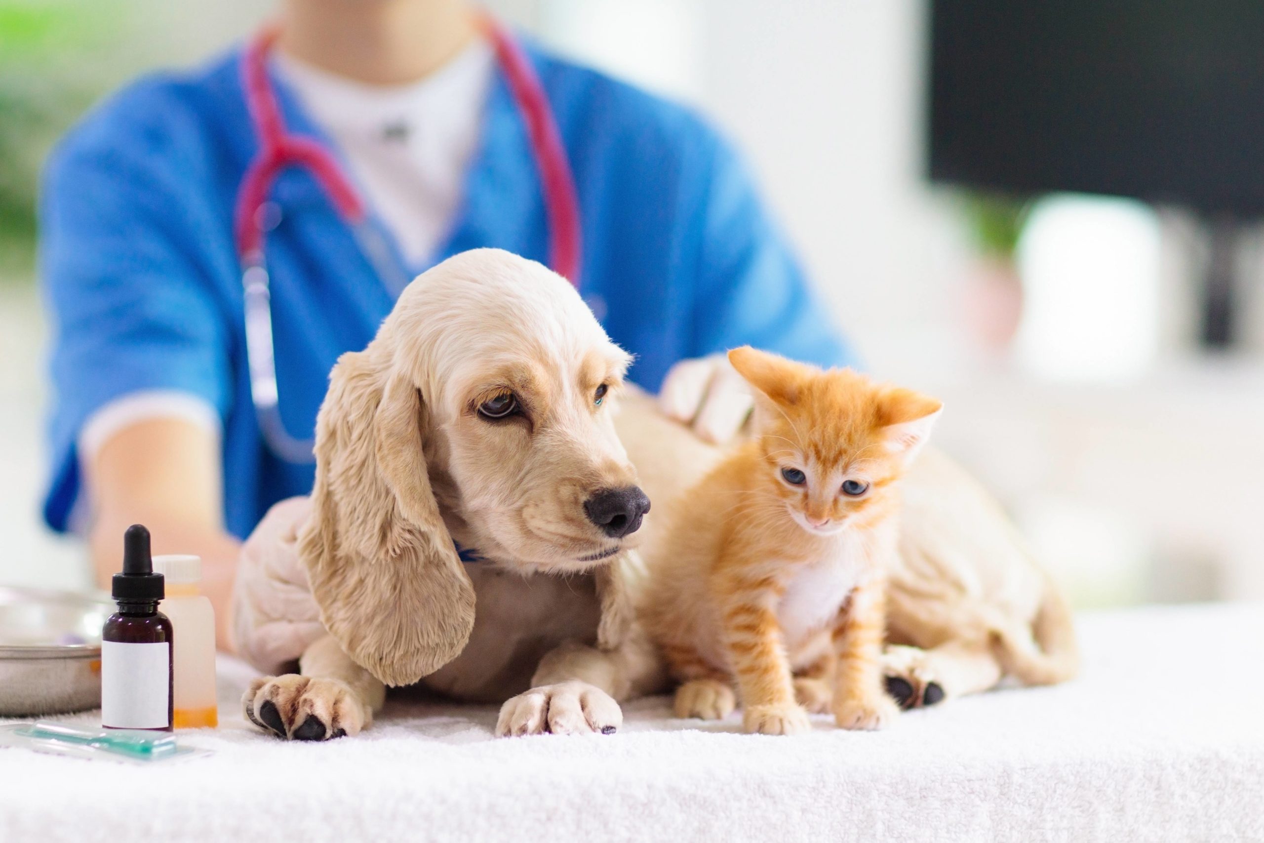 Бесплатная вакцинация кошек и собак от бешенства пройдет в с.Дизьмино.
